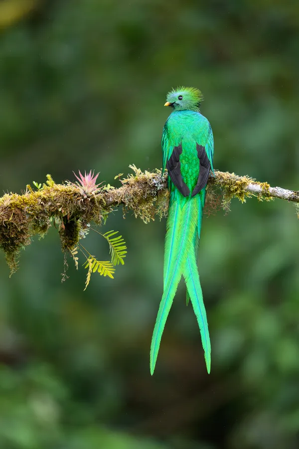 Resplendent Quetzal in the Mist thumbnail