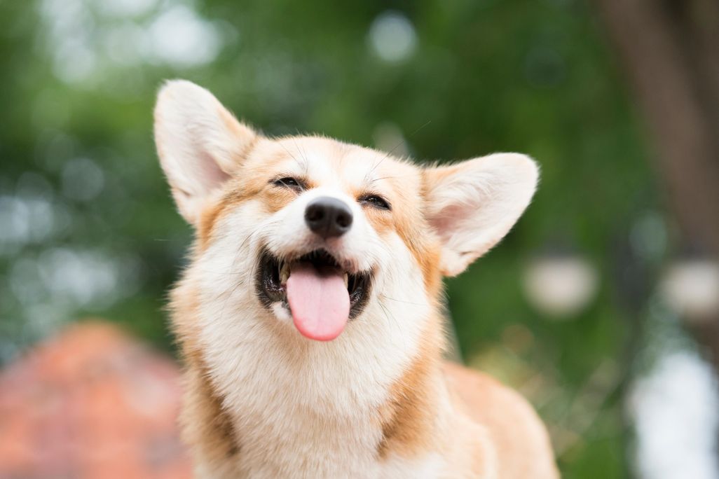 iStock-953069774.jpg