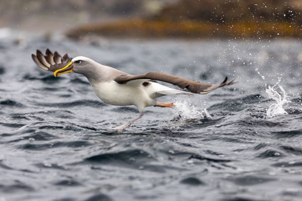 Albatross Taking Off thumbnail