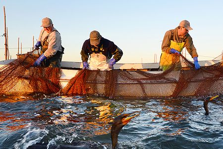 A group of  men on a boat work to haul nets in on the ocean