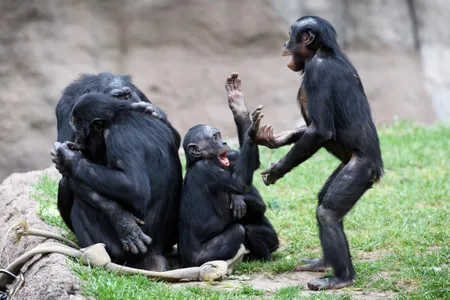 Bonobos are known to make at least 38 distinct calls