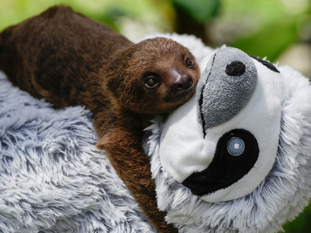 A one-and-a-half-month-old orphaned two-toed sloth | Smithsonian Photo ...
