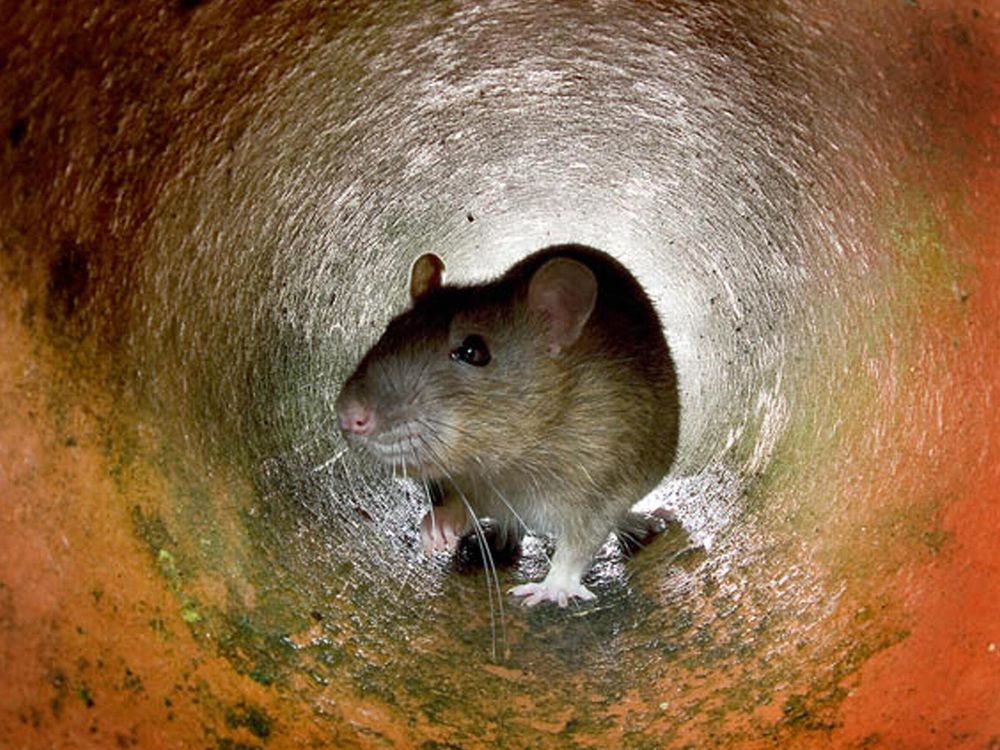 A rat crawling through a pipe