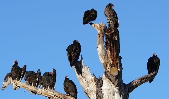 While digging through decaying carcasses, vultures expose themselves to dangerous pathogens. Gary Graves studies the unique microorganisms in the guts of these birds that help them resist infections. (Joyce Cory)