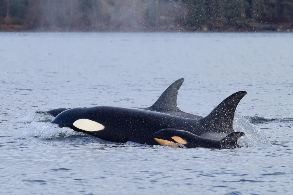 orca whale and its infant that was soon killed