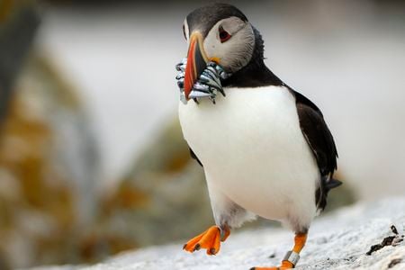 A puffin on Eastern Egg Rock carries fish to feed its young.