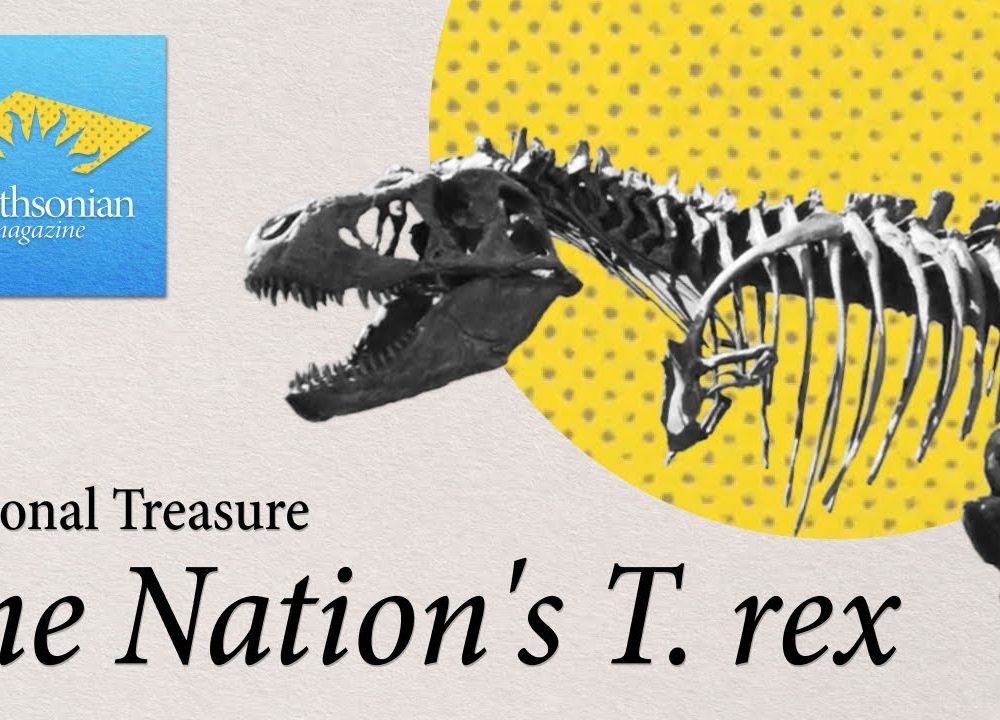 Preview thumbnail for video 'National Treasure: The Fearsome Science Behind the T. rex, the King of the Dinosaurs