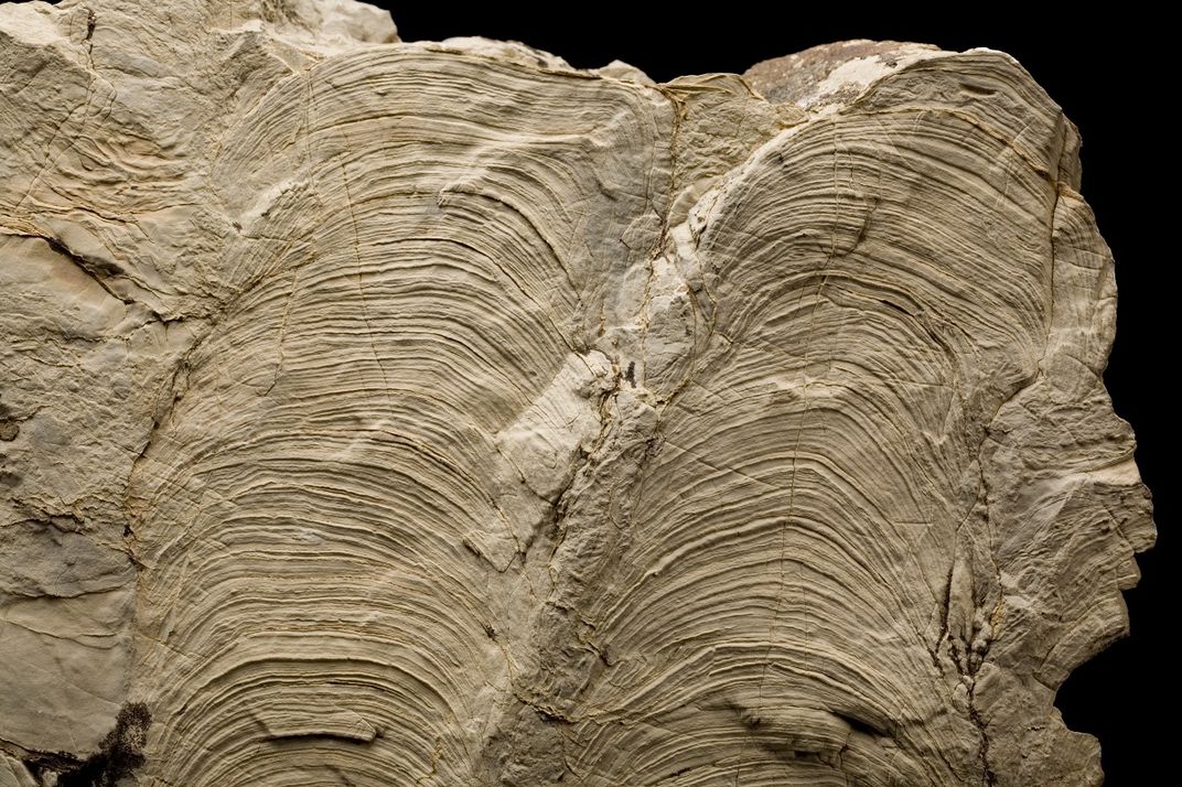 Brown rock with dozens of layers on black background