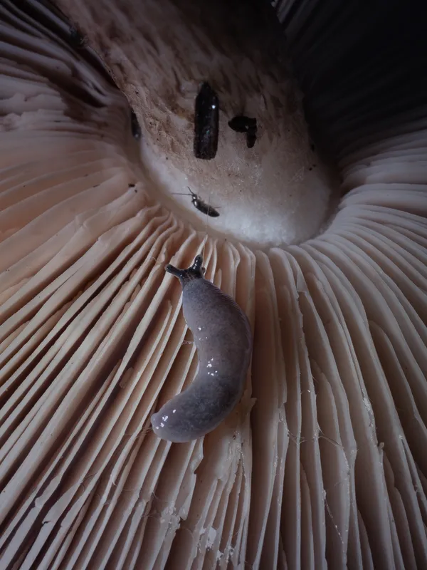 A slug on a mushroom thumbnail