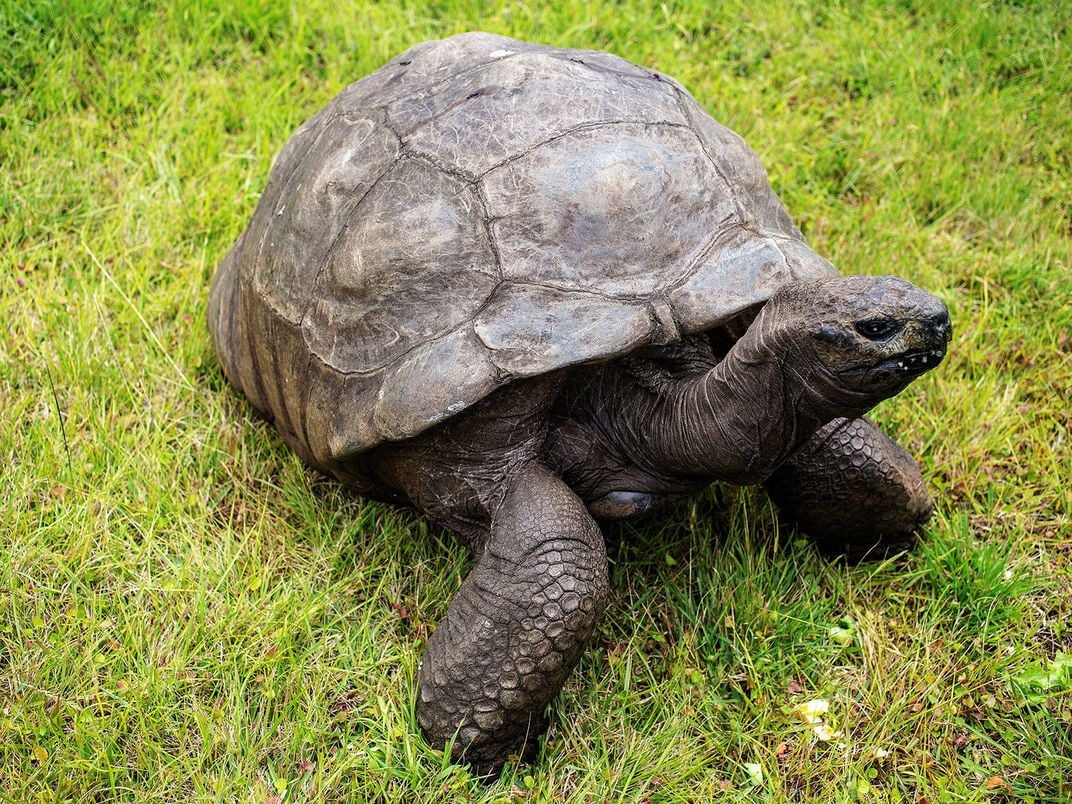 Jonathan the Seychelles Giant Tortoise
