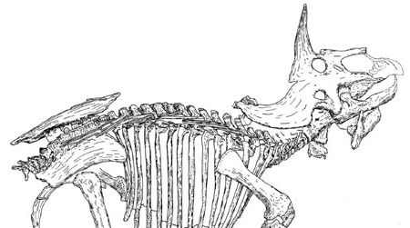 A line-drawing of the Triceratops known as "Raymond."