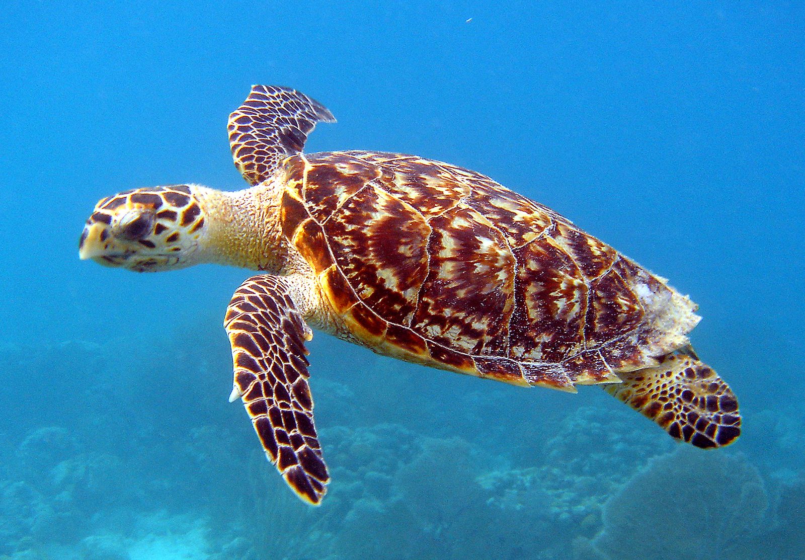 Migrating Sea Turtles Don’t Really Know Where They’re Going