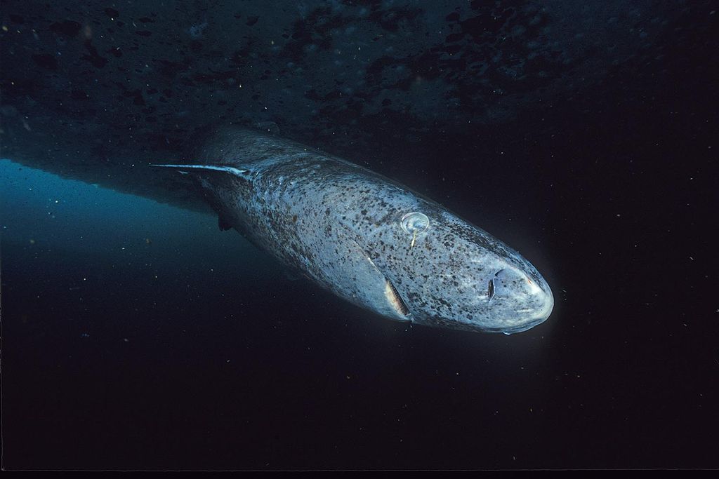 Large shark swimming toward the camera underwater