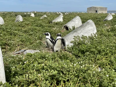 Algoa Bay, South Africa, is home to nearly half of the world&rsquo;s remaining African penguins, whose numbers have fallen as much as 98 percent since 1900.