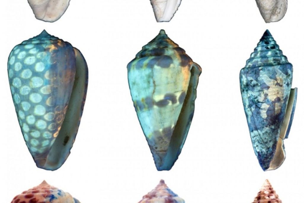 UV seashells
