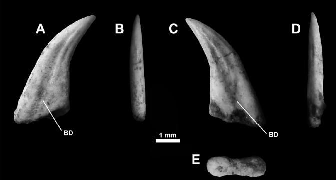 20110520083245Buitreraptor-tooth.jpg