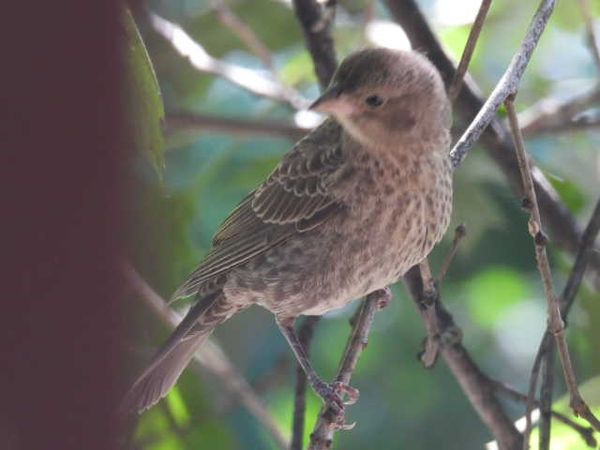 SPARROW ON TREE LIMB thumbnail