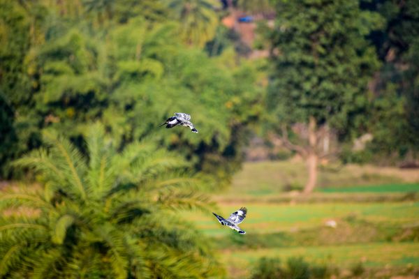 Kingfishers on flight thumbnail