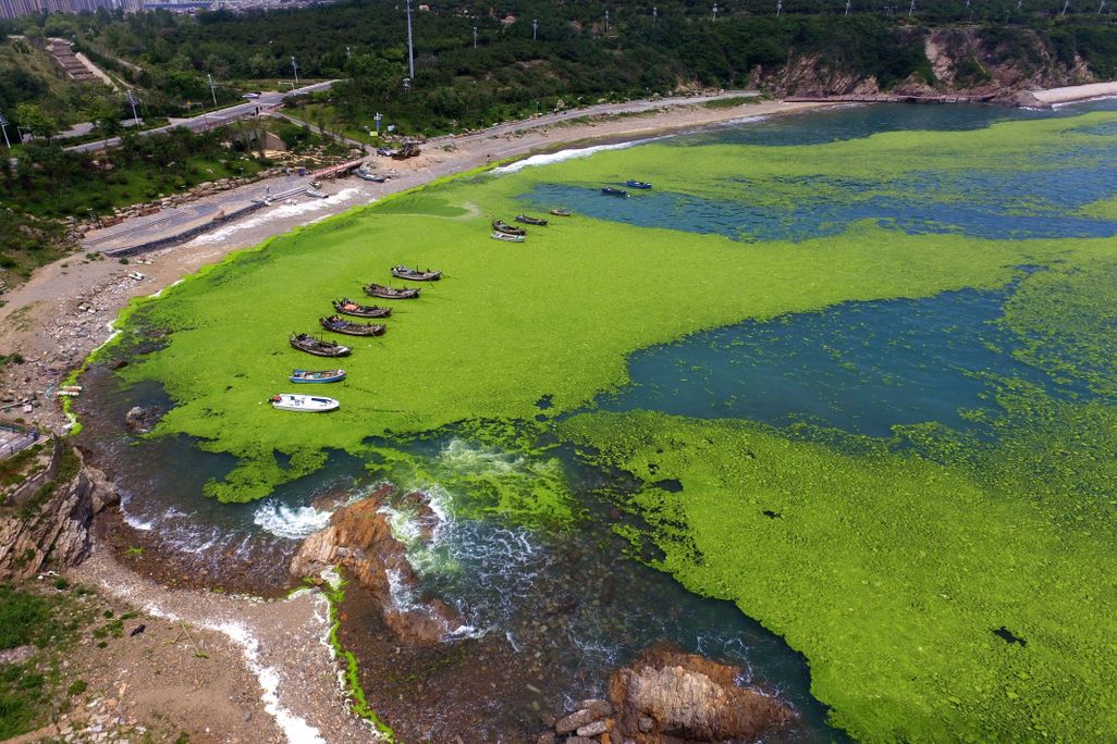 Algae in a bay in Qingdao, China's eastern Shandong province.