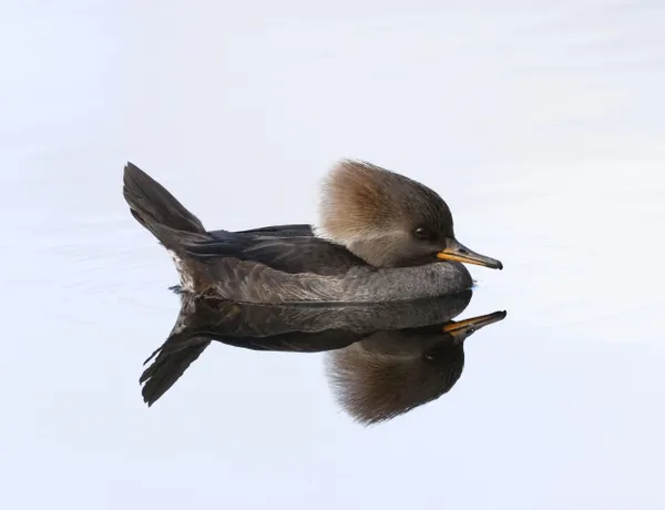 Gliding Female Hooded Merganser thumbnail