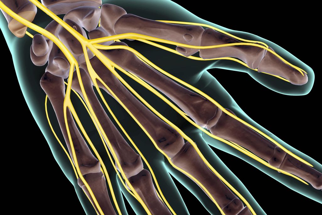 Hand and Nerves