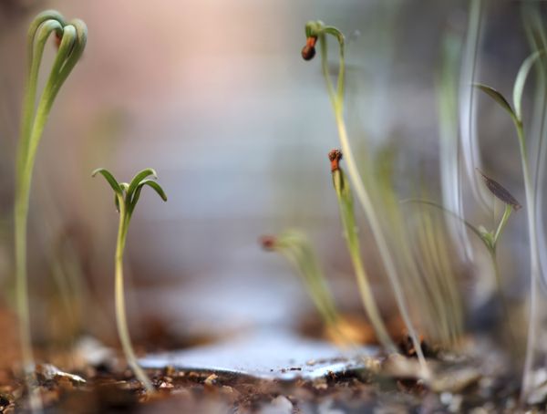 WATERING HOLE  sprouted flower seeds look other-worldly thumbnail