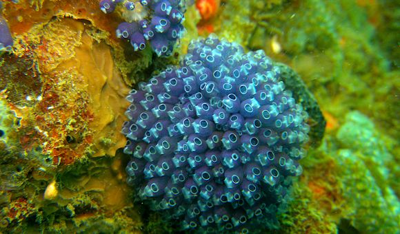 Clavelina puertosecensis, a species of tunicate, taken by Shih Wei, a student of the Tunicates course at the Bocas del Toro Research Station, in Panama. Experts teach courses and create instructional videos on how to collect, preserve and observe marine invertebrate groups. (Credit: STRI)