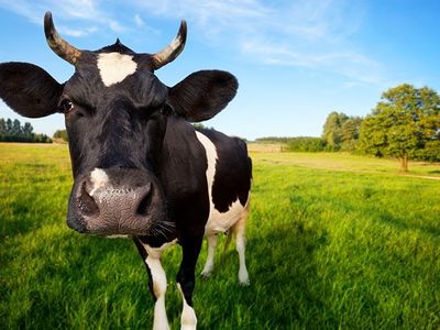 The forces driving the cows' personality fluctuations are likely the same bodily changes that make human teenagers a handful for their parents.