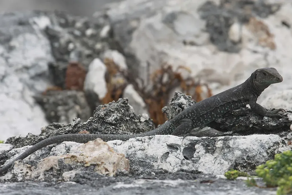 Profile of lizard on rocks