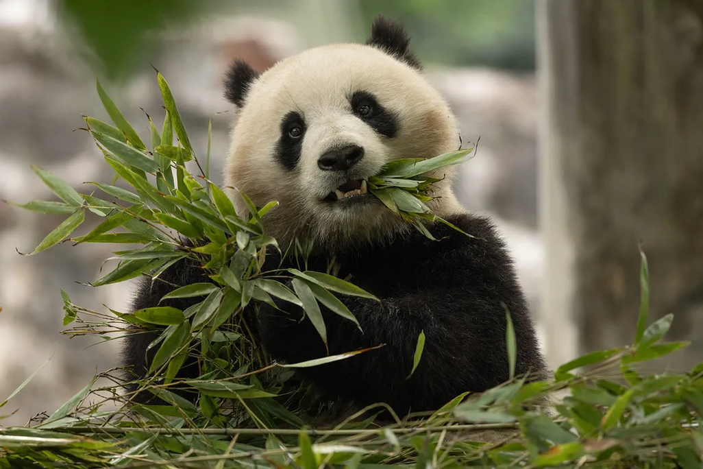 Giant panda eating green leaves
