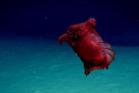 The “headless chicken monster” is actually a type of sea cucumber.
