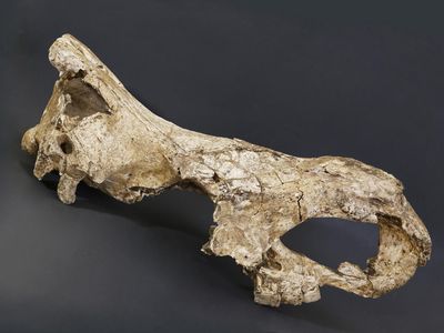 The skull of the 1.77-million-year-old Stephanorhinus rhino. 