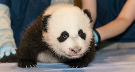 Panda-cub-nov15-crawling-470.jpg