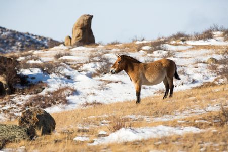Before the recent reintroductions of P-horses, the last confirmed sighting in the wild was in 1969.