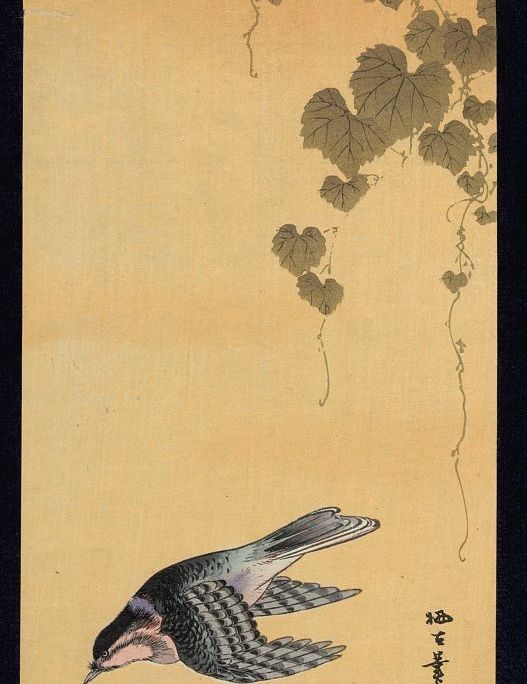 bird-grapes.jpg