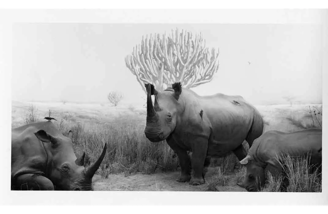 Roosevelt rhinos