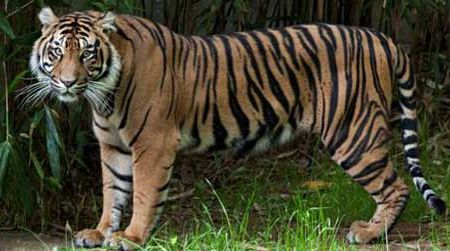 Damai, the Zoo's newest tiger