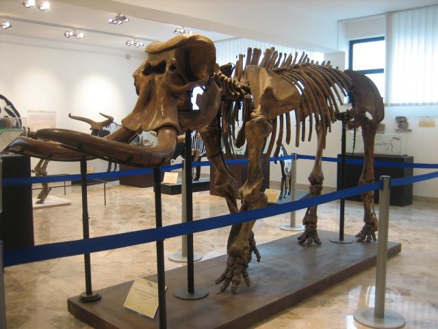 An image of a minature elephant skeleton in the Gemmellaro Geological Museum