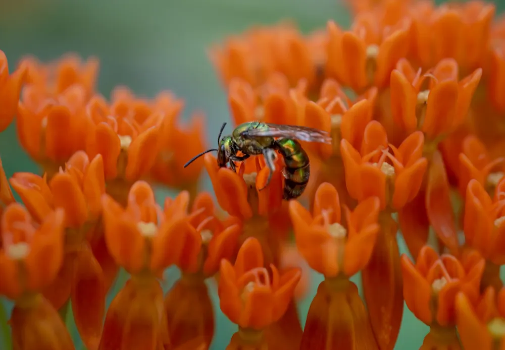 A pure green sweat bee sips nectar from butterfly milkweed, both native to my home in Western Maryland.
