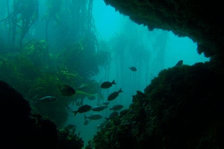 Kelp cultivated in underwater forests could help curb climate change, both because of the carbon these forests capture and because products made from kelp can reduce carbon emissions.