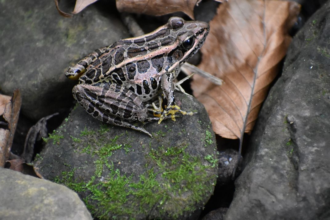 Mutated Frog | Smithsonian Photo Contest | Smithsonian Magazine