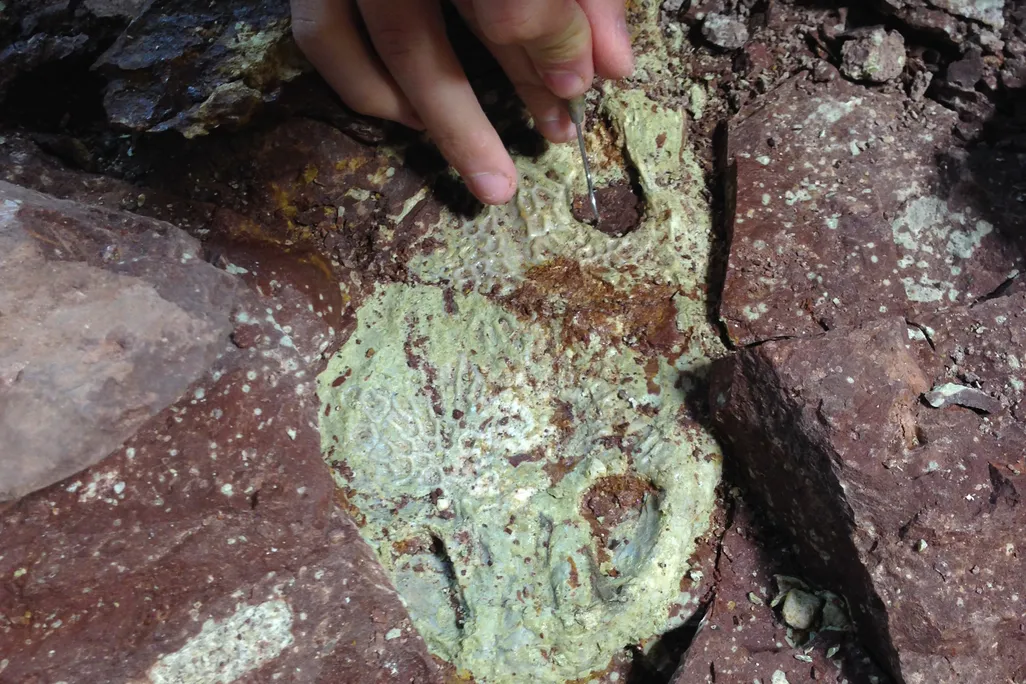 Scientists brushing off a fossil