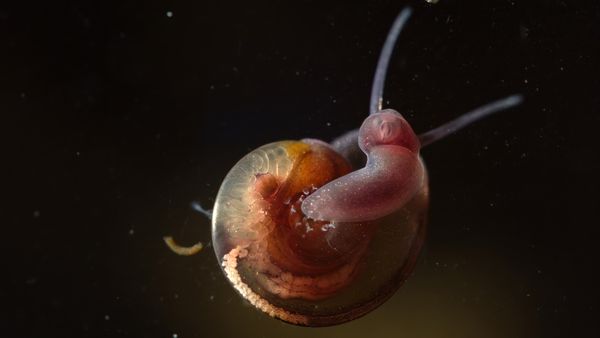 a tiny 0,5-inch water snail thumbnail