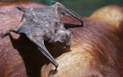 A vampire bat feeds on a pig
