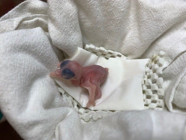 A newly hatched, pink, featherless Guam kingfisher chick whose eyes have not yet opened rests on a soft bed of cloth inside an incubator.
