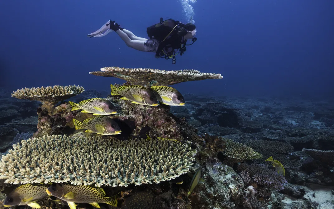 Diver swimming past plate corals and black-spotted sweetlips fish, Madagascar