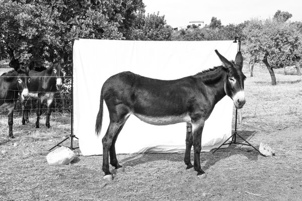 Ase Balear or Mallorquin Donkey, 2022 thumbnail