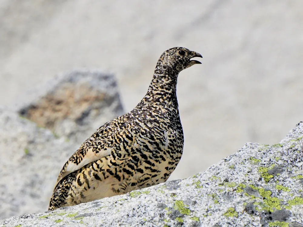 A round bird with mottled brown feathers on a rock
