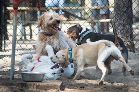 Look at those good doggos.