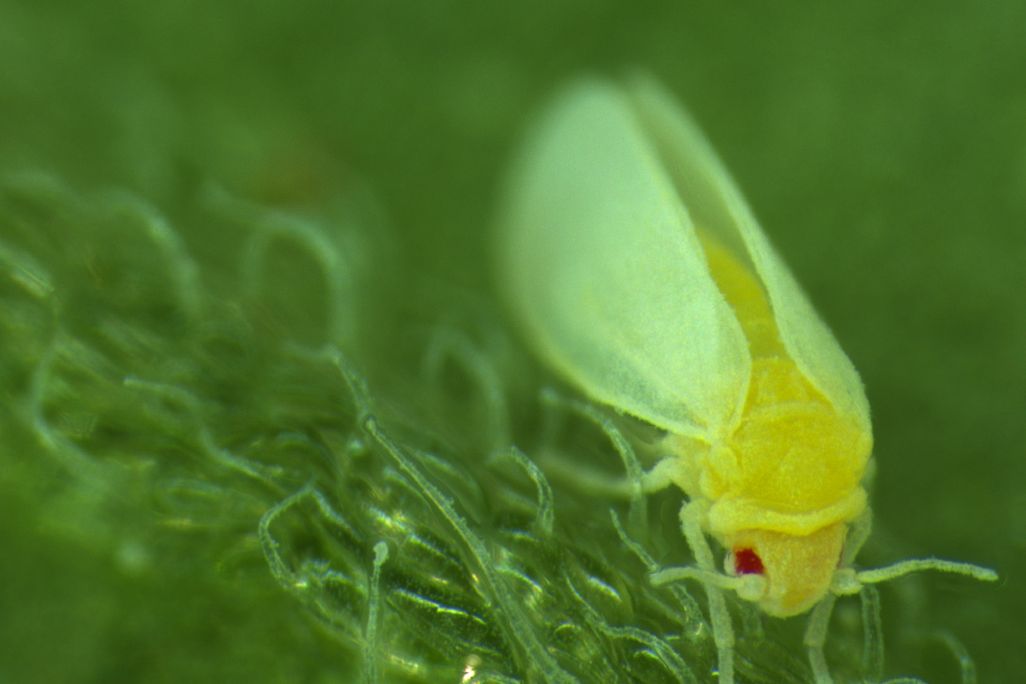 whitefly on a leaf